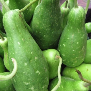 Лагенария Бутыль F1 (Бутылочная тыква)