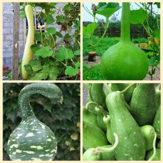 Лагенария Бутылочная смесь