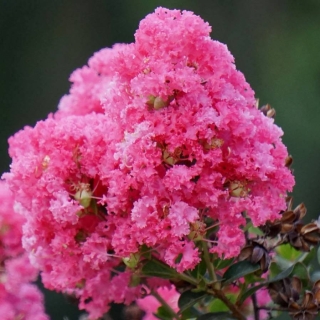 Лагерстроемия Индийская сирень