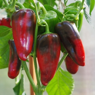 Перец Лакшери F1