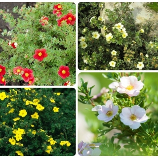 Лапчатка Микс