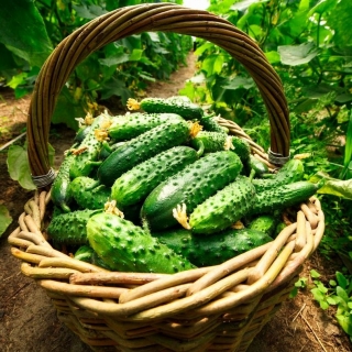 Огурец Лапландия F1