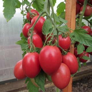 Томат Лапочка F1