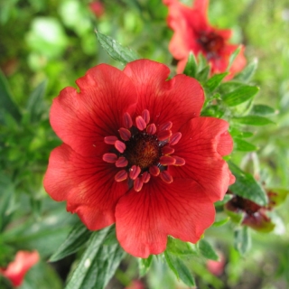 Лапчатка Легенда (непальская)