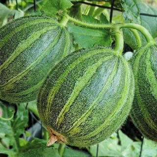 Огурдыня Лартон F1