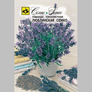 Лаванда Люблинская Семко