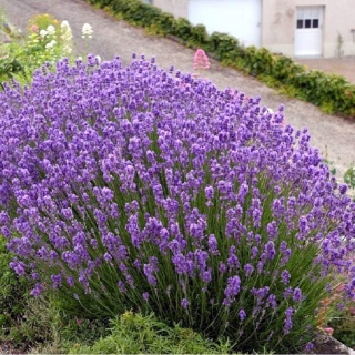Лаванда Прованс декоративная