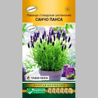 Лаванда Санчо Панса стэхадская (испанская)