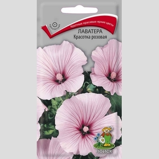 Лаватера Красотка розовая