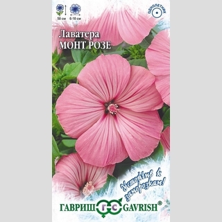 Лаватера Монт Розе