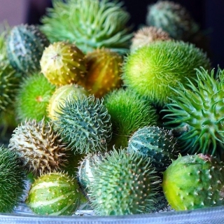 Кукумис декоративный Лавка антиквара смесь сортов