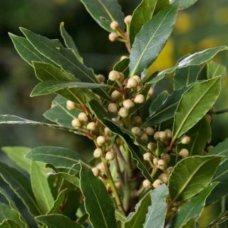 Лавр Экзотика (благородный)