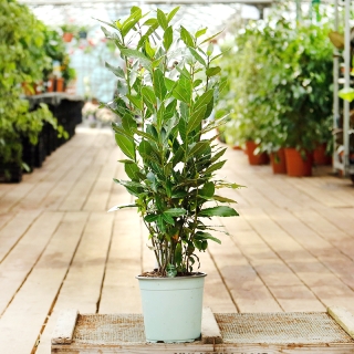 Лавр Цезарь (благородный)