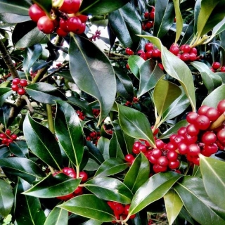 Лавровишня Лекарственная (большой пакет)