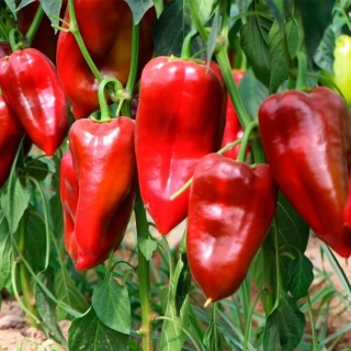 Перец Лазурный берег