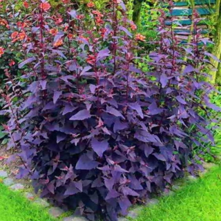 Лебеда Фиолетовая садовая