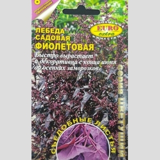 Лебеда Фиолетовая садовая