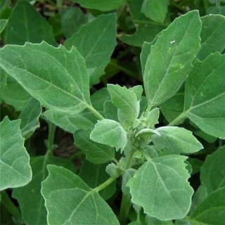 Лебеда Рубра (садовая)