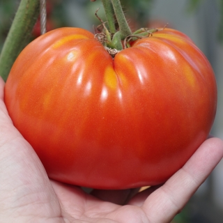 Томат Легенда Коктебеля