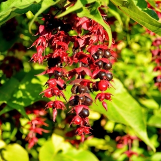 Лейцестрия Джилози