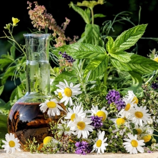 Лекарственный огород