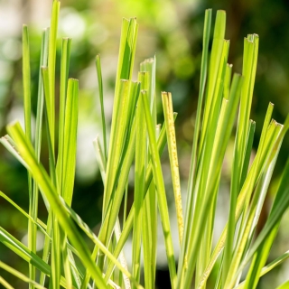 Лемонграсс Лимонное Сорго (большой пакет)