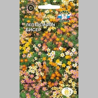 Лептосифон Бисер гибридный