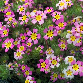 Лептосифон Френч