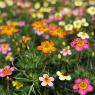 Лептосифон Бисер гибридный