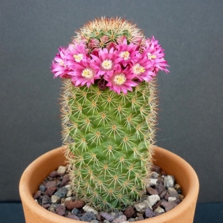 Маммиллярия Летиция (Бакеберга)