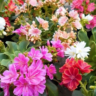 Льюизия Элис (левизия)