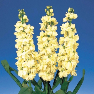 Левкой Айрон Желтый