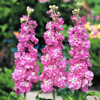 Левкой Софья