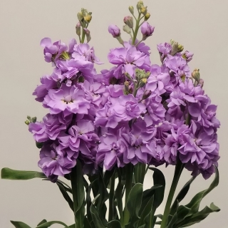 Левкой Кац Блу