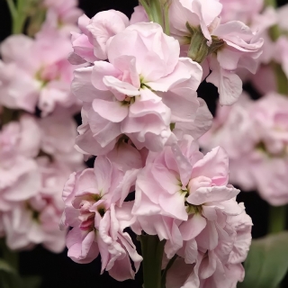 Левкой Кац Черри Блоссом