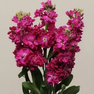 Левкой Кац Кримсон