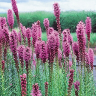 Лиатрис Пикадор