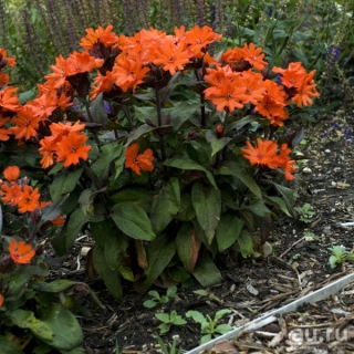 Лихнис Вулкан