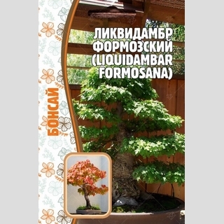 Ликвидамбар Формозский (большой пакет)