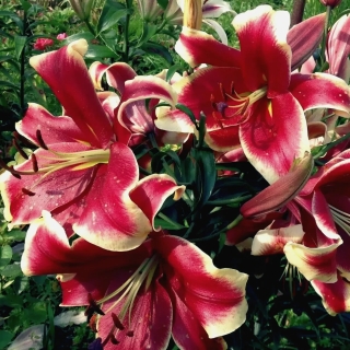 Лилия Африкан Леди