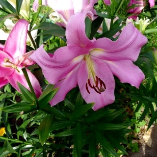 Лилия Авентино