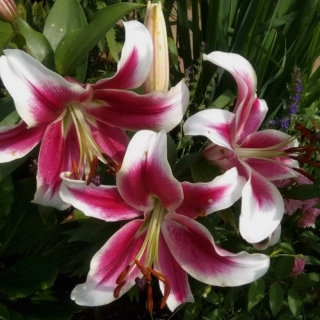 Лилия Кэнди Клаб