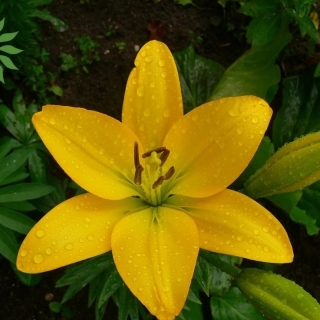 Лилия Жиронда