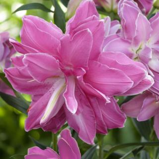 Лилия Лотус Уандер