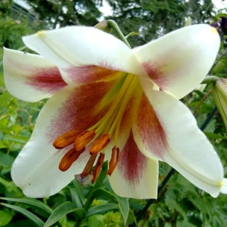 Лилия Пэшн Мун