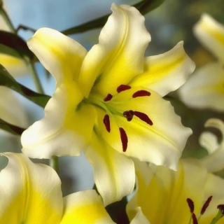 Лилия Конка дОр