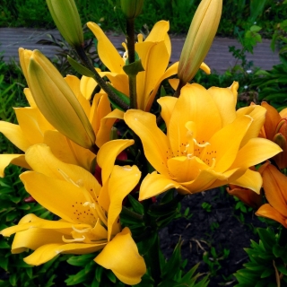 Лилия Сандью