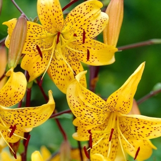 Лилия Йеллоу Тайгер