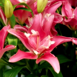 Лилия Пинк Блоссом