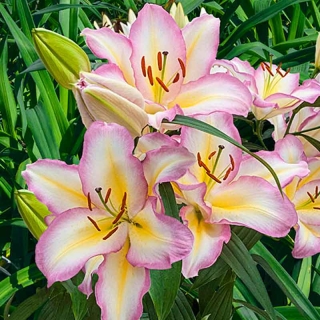 Лилия Капитан Триколор